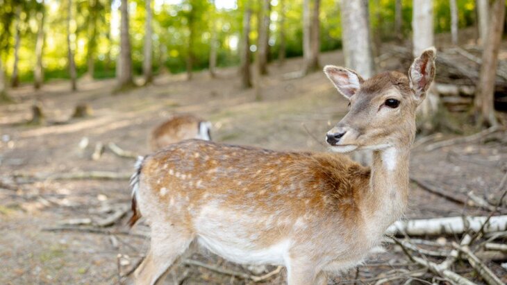 ����� �������� 37 ��������� ������ � ���������