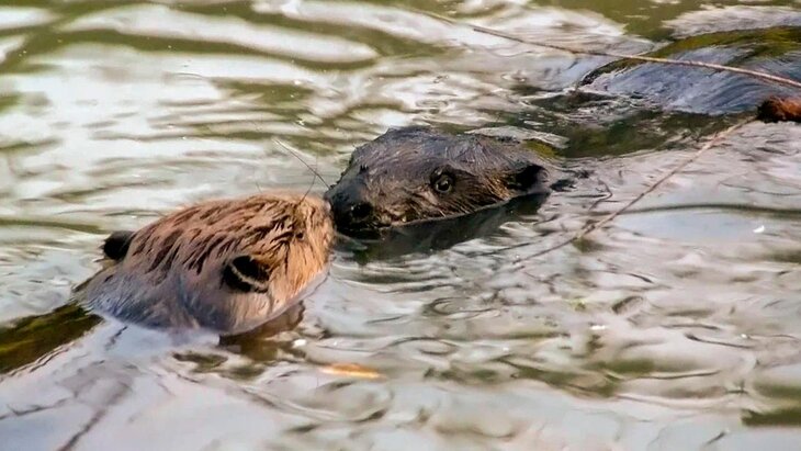 ���� � �����: ����� ������������� �������� ����� �� ��������� ����������� ������