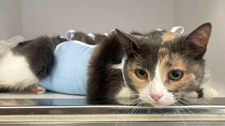 � ����������� ���������� ������ 9-������ ����� ���� ��������