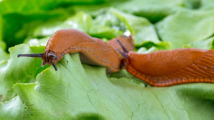 ������� ���������, ��� ����� �������� �������� ������ ��������� ������