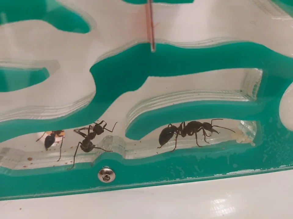 ���������� ����� ���������� �� ����