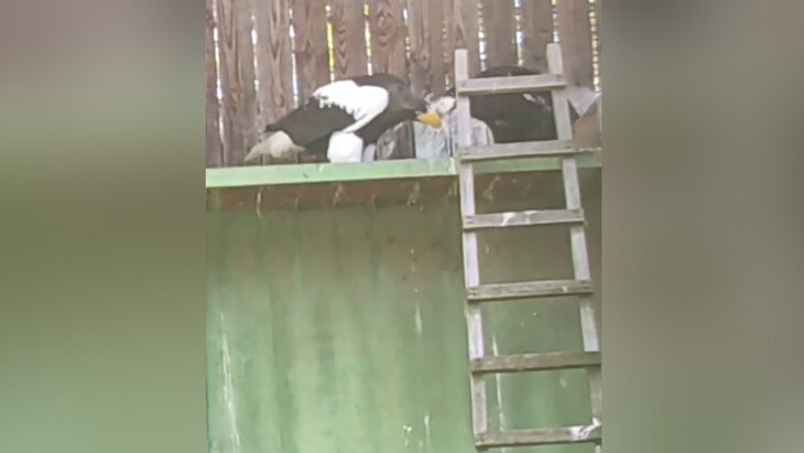 ������ �������������� ����������� ������ �������� �� ���� � ���������� ��������