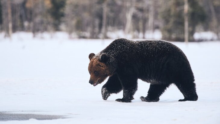 ������� ����� � ���� �������� �� ��������