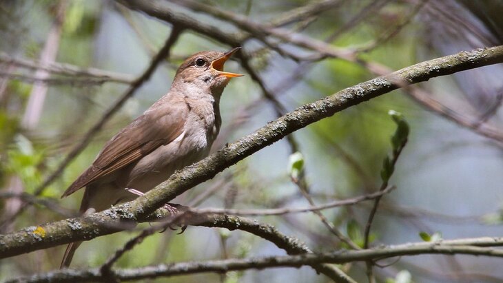 � ������� ������� �����������, ����������� ����������� ���