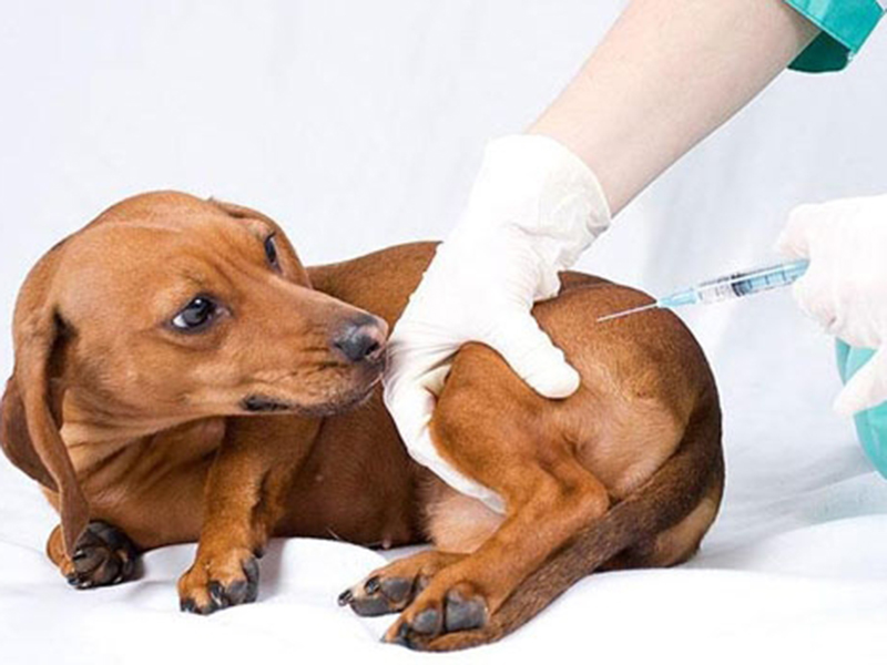 � 2017 ���� � ��������� �������� �������� ���������� �������� ������ ���������