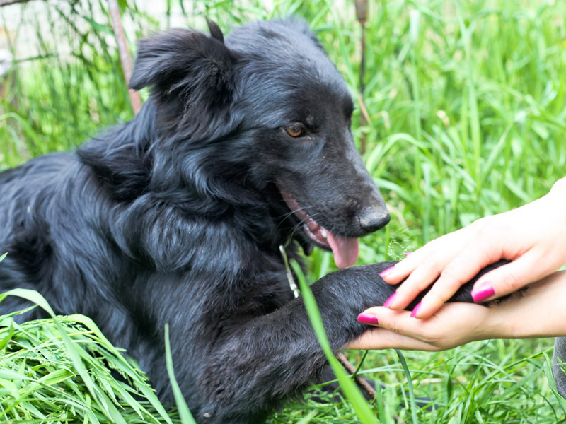 � ������ ����������� ���� ������ ��������