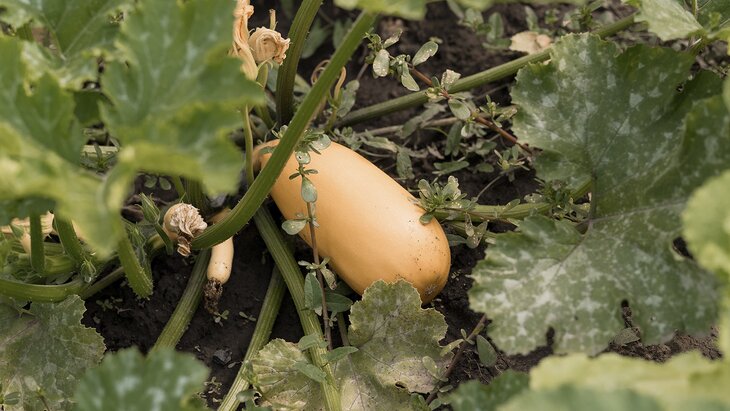 ������� ���������, ��� ��������� ����������� ������� � �������