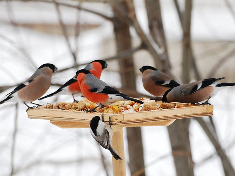 ���� �� ��������� ����� ��������� �������