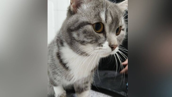 � ���������� ������ ����, �������� ��������� � �������