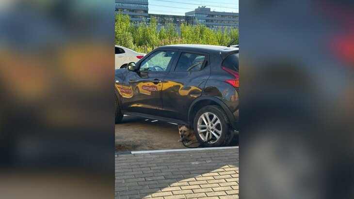 �������, ������������ � ������ � ������, ������ �� ����