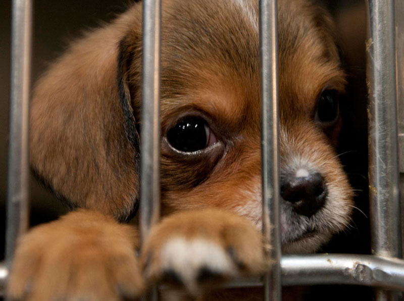 ������ ������ ������������ �� ���������� �������� �������� �� ������