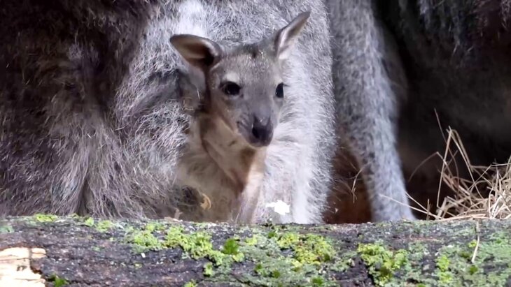 � ���������� �������� �������� �� ���� ������� ������� �������