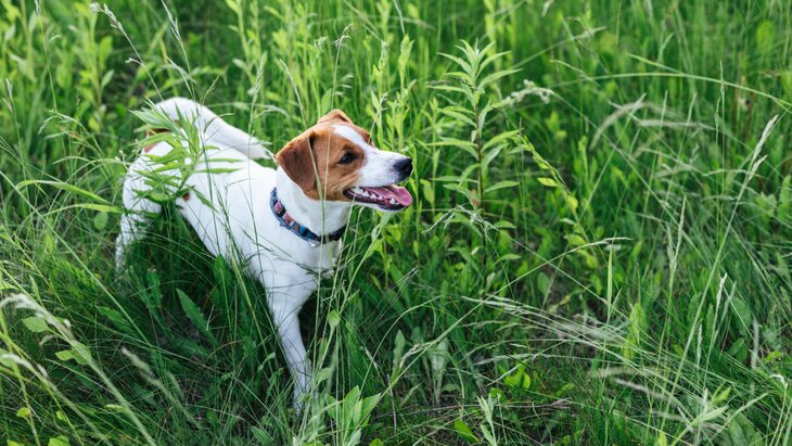 ������� ���������, ����� ����� ������ ���� �������