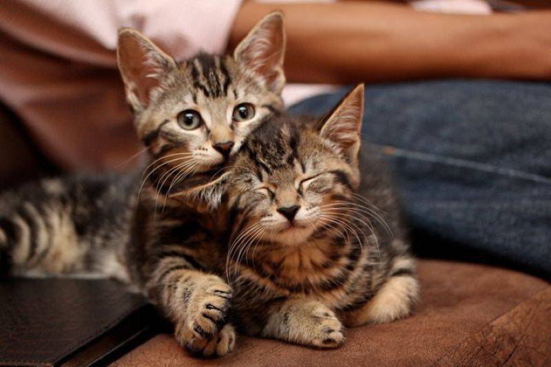 ��� ���� ����� �������� � �� � 1678 ���������� ��������