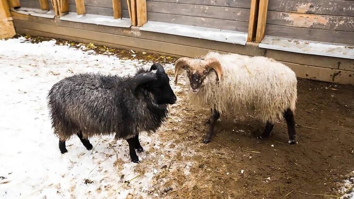 ���� ������ ������ ���������� �� "��������� �����" ����