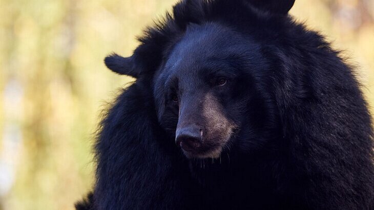 ������ ���������, ��� ������� ������ �������� �� ������ ����� ��������