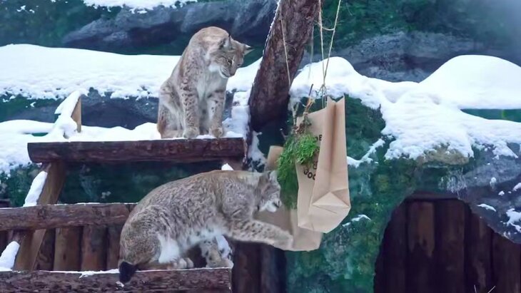 ������� ���������� ����������� �������� ������ ������� ����� �����