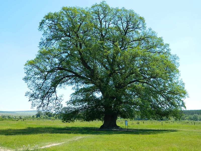 �������� ��� �� ����� �������