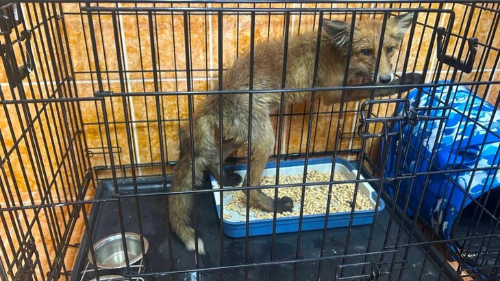 � ����������� ������� ����, ���������� � �������� �����������