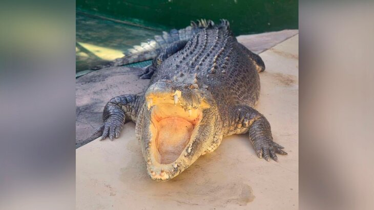 � ��������� ���� 90-������ �������� �� ������ "�������� �����"