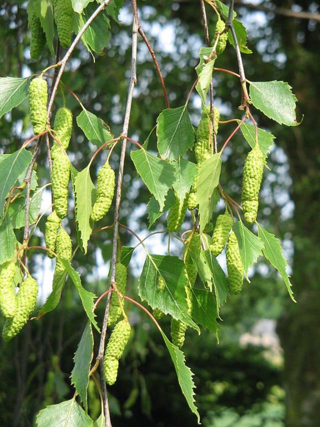 ��������� ��������� �������� ������������� ���� ������ ��������� ���������������