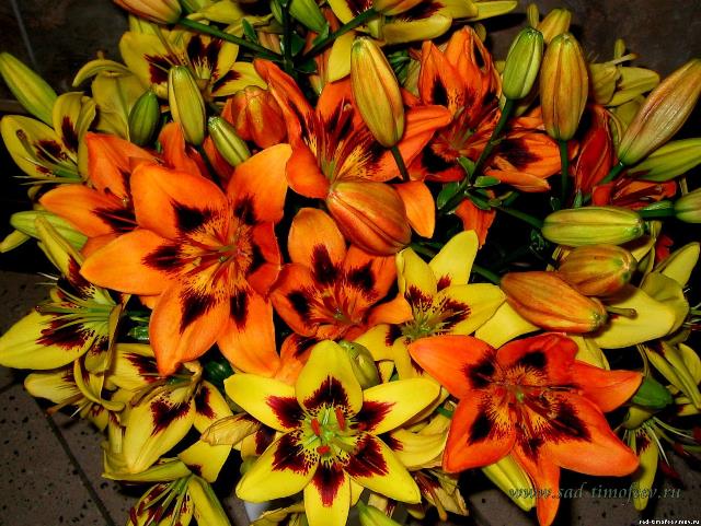 ��������� ������� ����� ����� ����� ������� �� �������� � ������������ ������� 4-5 �������