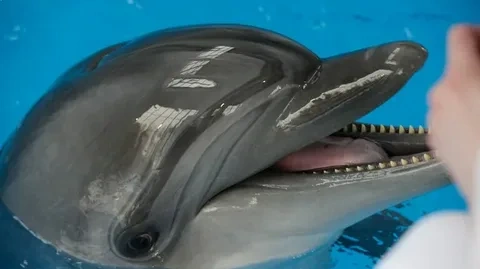 ������� �������������� �������� ������� � ������������