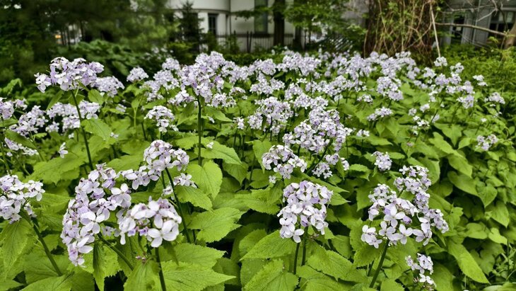 ������ ����������� � "����������� �������"