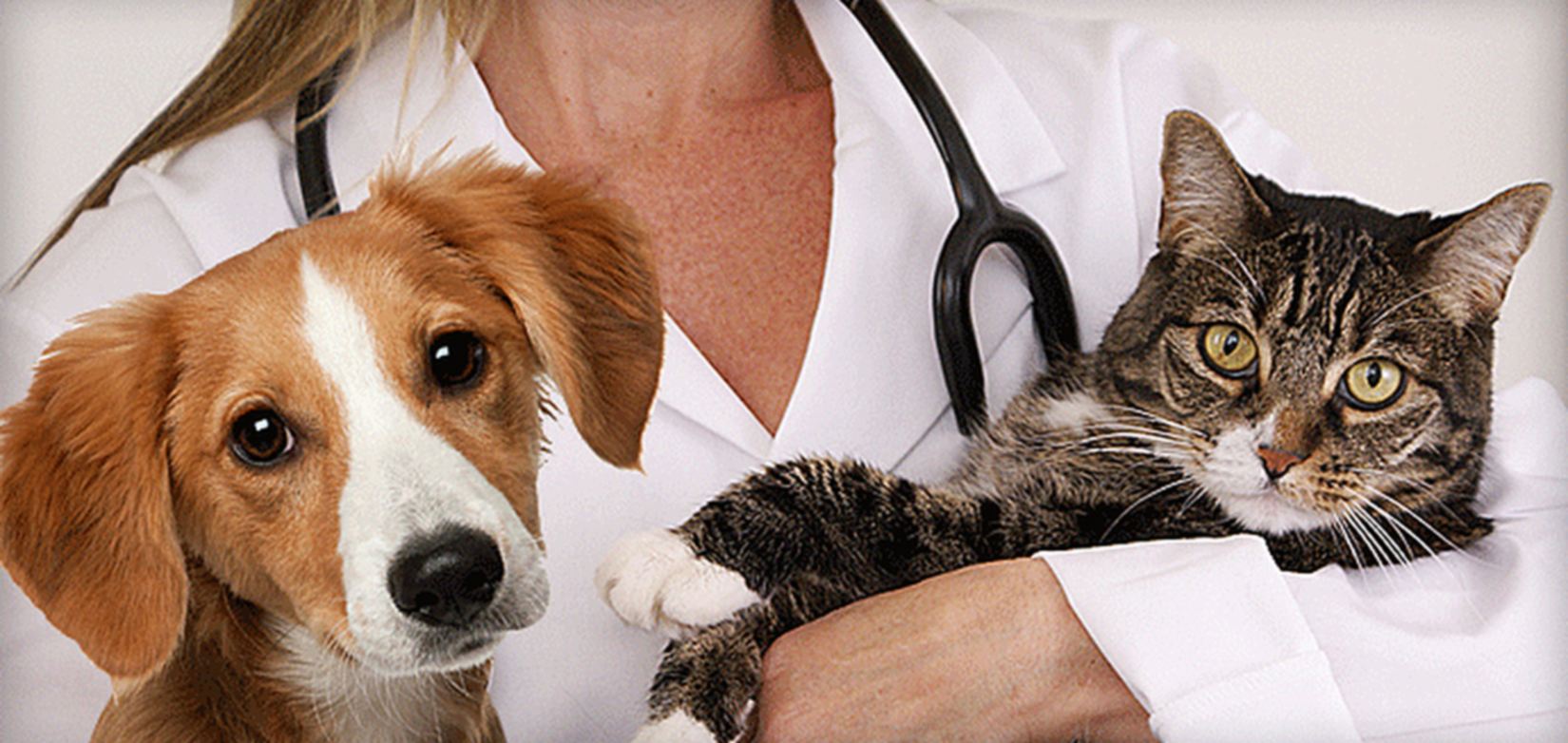 Pet clinic. Больница для животных. Животные Ветеринария. Домашние животные Ветеринария. Собака Ветеринария.