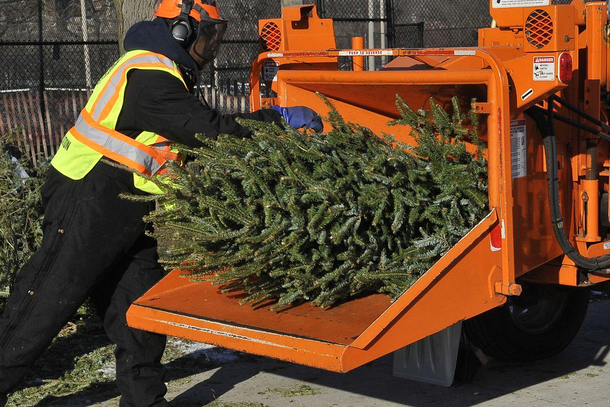 Жителей СВАО призывают сдать елки на переработку
