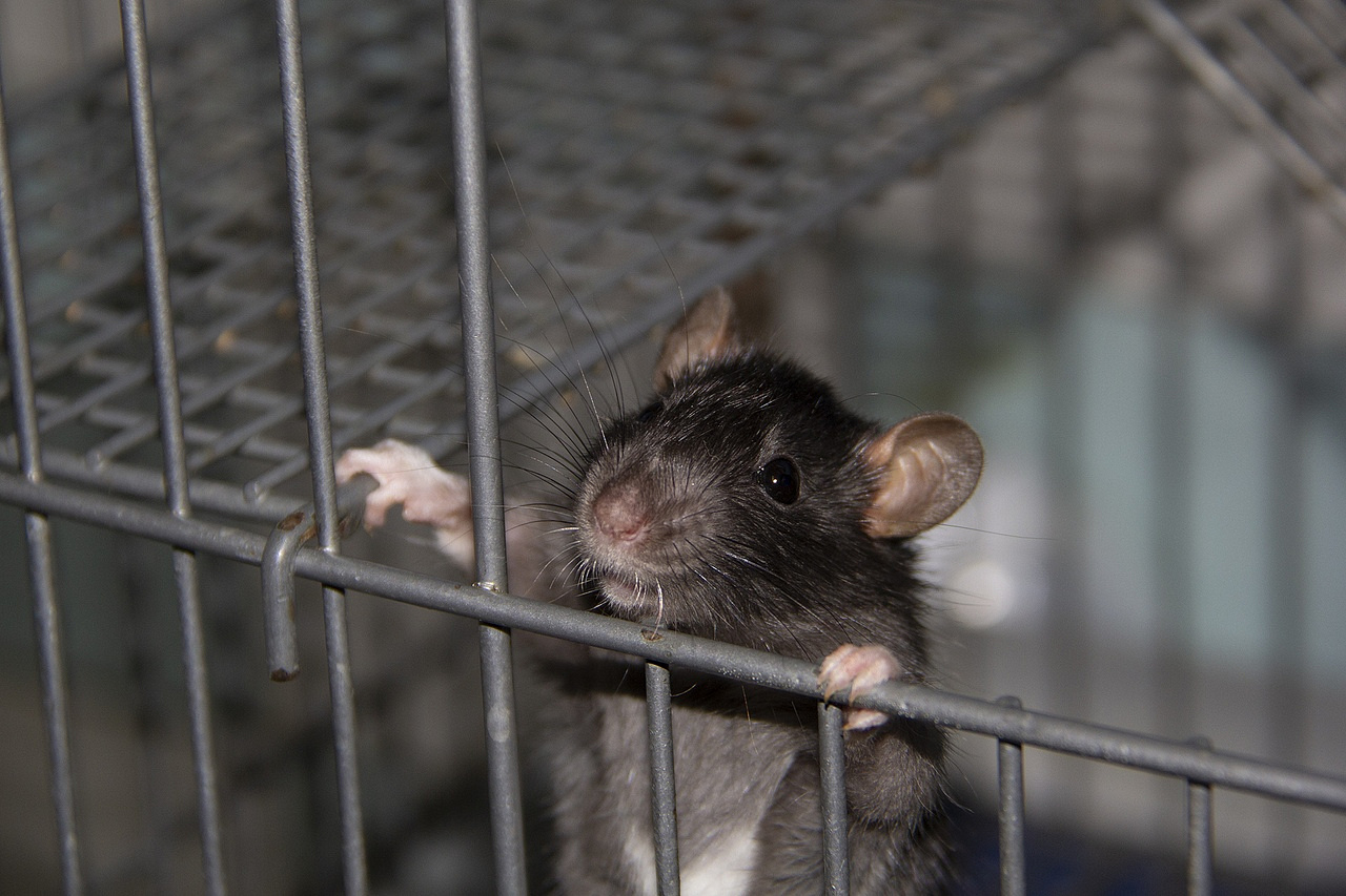 Власти смогли снизить количество крыс в СВАО