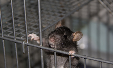 Власти смогли снизить количество крыс в СВАО