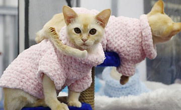 Эксперт назвала самую популярную породу кошек у москвичей